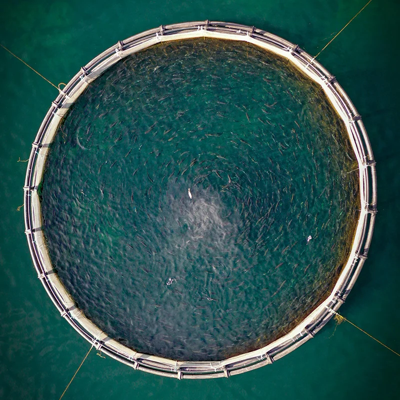 Freshwater fish ponds