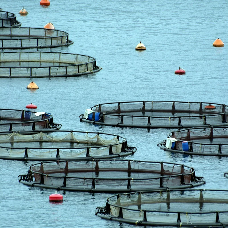 Hatchery and nursery