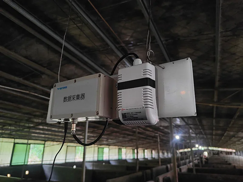 Data collector and environmental sensor installed in a pig barn