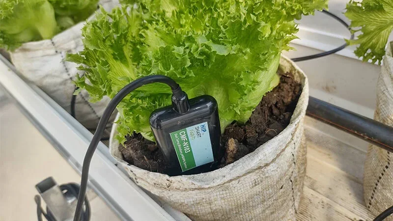 Soil-moisture sensor installed beside a growing plant
